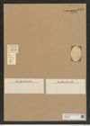 Diatomeae indet. Zeichnungen Sammlung Grunow Nr. 6942 (NHMW-BOT-W0375833)